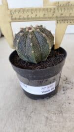 ASTROPHYTUM ASTERIAS Nº 880 – vaso 09 - Imagem 6