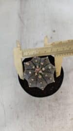 ASTROPHYTUM ASTERIAS Nº 880 – vaso 09 - Imagem 7