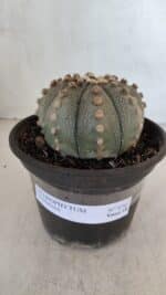 ASTROPHYTUM ASTERIAS  Nº 970 – vaso 15 - Imagem 2