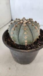 ASTROPHYTUM ASTERIAS  Nº 970 – vaso 15 - Imagem 8