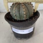 ASTROPHYTUM ASTERIAS  Nº 970 – vaso 15