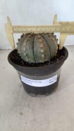 ASTROPHYTUM ASTERIAS  Nº 970 – vaso 15