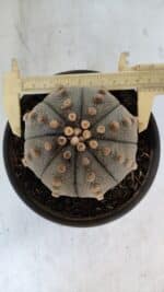 ASTROPHYTUM ASTERIAS  Nº 970 – vaso 15 - Imagem 6