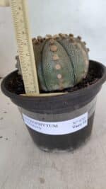 ASTROPHYTUM ASTERIAS  Nº 970 – vaso 15 - Imagem 5