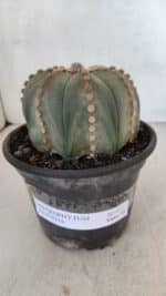 ASTROPHYTUM ASTERIAS  Nº 971 – vaso 15 - Imagem 2