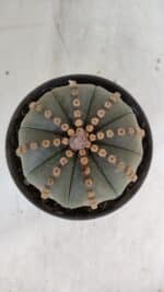 ASTROPHYTUM ASTERIAS  Nº 971 – vaso 15 - Imagem 3