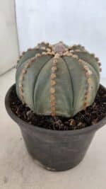 ASTROPHYTUM ASTERIAS  Nº 971 – vaso 15 - Imagem 9
