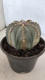 ASTROPHYTUM ASTERIAS  Nº 971 – vaso 15 - Imagem 8