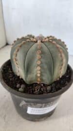ASTROPHYTUM ASTERIAS  Nº 971 – vaso 15 - Imagem 7