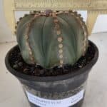 ASTROPHYTUM ASTERIAS  Nº 971 – vaso 15