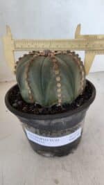 ASTROPHYTUM ASTERIAS  Nº 971 – vaso 15