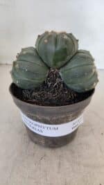 ASTROPHYTUM ASTERIAS "Colônia”  Nº 879 – vaso 11 - Imagem 2