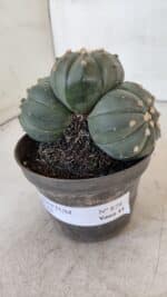 ASTROPHYTUM ASTERIAS "Colônia”  Nº 879 – vaso 11 - Imagem 9
