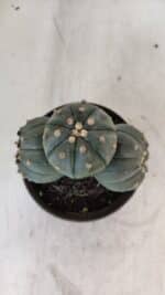 ASTROPHYTUM ASTERIAS "Colônia”  Nº 879 – vaso 11 - Imagem 3