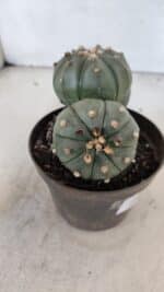 ASTROPHYTUM ASTERIAS "Colônia”  Nº 879 – vaso 11 - Imagem 7