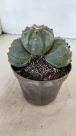 ASTROPHYTUM ASTERIAS "Colônia”  Nº 879 – vaso 11 - Imagem 6