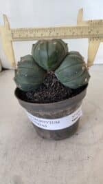 ASTROPHYTUM ASTERIAS "Colônia”  Nº 879 – vaso 11