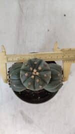 ASTROPHYTUM ASTERIAS "Colônia”  Nº 879 – vaso 11 - Imagem 5