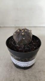 ASTROPHYTUM ASTERIAS  “Purple” 5 Quinas  Nº 893 – vaso 09 - Imagem 2