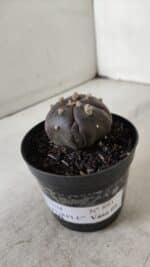 ASTROPHYTUM ASTERIAS  “Purple” 5 Quinas  Nº 893 – vaso 09 - Imagem 11
