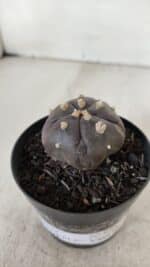 ASTROPHYTUM ASTERIAS  “Purple” 5 Quinas  Nº 893 – vaso 09 - Imagem 10