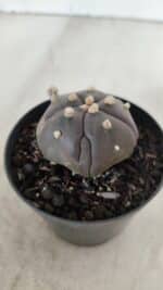 ASTROPHYTUM ASTERIAS  “Purple” 5 Quinas  Nº 893 – vaso 09 - Imagem 8
