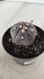 ASTROPHYTUM ASTERIAS  “Purple” 5 Quinas  Nº 893 – vaso 09 - Imagem 7