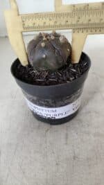 ASTROPHYTUM ASTERIAS  “Purple” 5 Quinas  Nº 893 – vaso 09 - Imagem 4