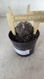 ASTROPHYTUM ASTERIAS  “Purple” 5 Quinas  Nº 893 – vaso 09 - Imagem 6