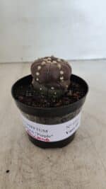 ASTROPHYTUM ASTERIAS “Purple - 5 quinas”  Nº 950 – vaso 09 - Imagem 2