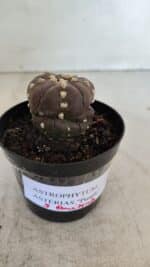 ASTROPHYTUM ASTERIAS “Purple - 5 quinas”  Nº 950 – vaso 09 - Imagem 8