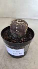 ASTROPHYTUM ASTERIAS “Purple - 5 quinas”  Nº 950 – vaso 09 - Imagem 7