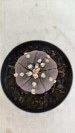 ASTROPHYTUM ASTERIAS “Purple - 5 quinas”  Nº 950 – vaso 09 - Imagem 3