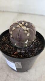 ASTROPHYTUM ASTERIAS “Purple - 5 quinas”  Nº 950 – vaso 09 - Imagem 6