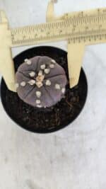 ASTROPHYTUM ASTERIAS “Purple - 5 quinas”  Nº 950 – vaso 09