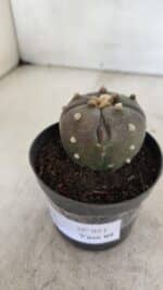 ASTROPHYTUM ASTERIAS “Purple - 5 quinas”  Nº 951 – vaso 09 - Imagem 8