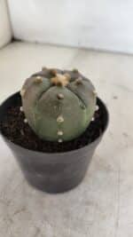 ASTROPHYTUM ASTERIAS “Purple - 5 quinas”  Nº 951 – vaso 09 - Imagem 7