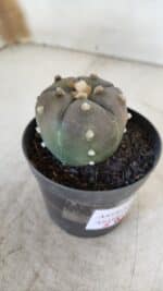 ASTROPHYTUM ASTERIAS “Purple - 5 quinas”  Nº 951 – vaso 09 - Imagem 6