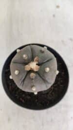 ASTROPHYTUM ASTERIAS “Purple - 5 quinas”  Nº 951 – vaso 09 - Imagem 3