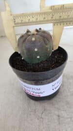 ASTROPHYTUM ASTERIAS “Purple - 5 quinas”  Nº 951 – vaso 09 - Imagem 4