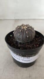 ASTROPHYTUM ASTERIAS “Purple”  Nº 904 – vaso 09 - Imagem 2