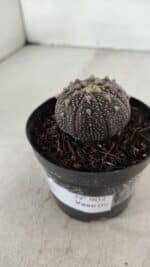 ASTROPHYTUM ASTERIAS “Purple”  Nº 904 – vaso 09 - Imagem 9