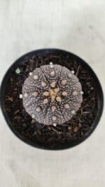 ASTROPHYTUM ASTERIAS “Purple”  Nº 904 – vaso 09 - Imagem 3