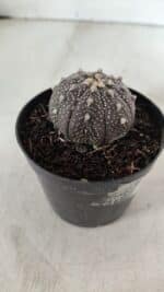 ASTROPHYTUM ASTERIAS “Purple”  Nº 904 – vaso 09 - Imagem 8