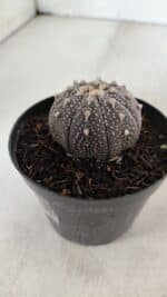 ASTROPHYTUM ASTERIAS “Purple”  Nº 904 – vaso 09 - Imagem 7