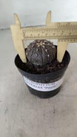 ASTROPHYTUM ASTERIAS “Purple”  Nº 904 – vaso 09 - Imagem 4