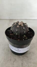 ASTROPHYTUM ASTERIAS “Purple”  Nº 912 – vaso 09 - Imagem 2