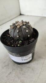 ASTROPHYTUM ASTERIAS “Purple”  Nº 912 – vaso 09 - Imagem 10