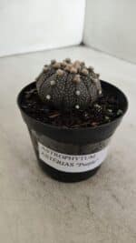 ASTROPHYTUM ASTERIAS “Purple”  Nº 912 – vaso 09 - Imagem 9
