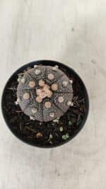 ASTROPHYTUM ASTERIAS “Purple”  Nº 912 – vaso 09 - Imagem 3